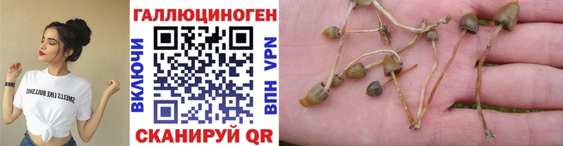 Псилоцибиновые грибы Psilocybe Дзержинск